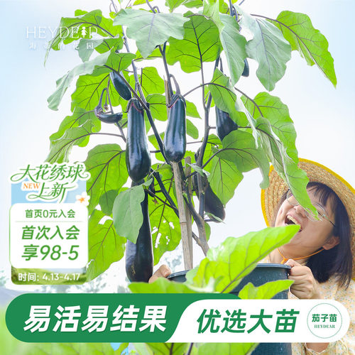 海蒂的花园旗舰店茄子苗家庭阳台庭院盆栽地栽蔬菜苗好养易种
