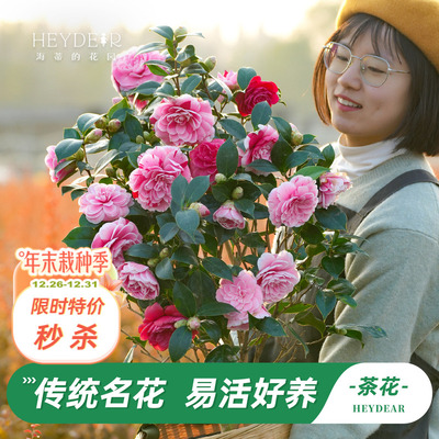 茶花盆栽带花苞30天不活包赔