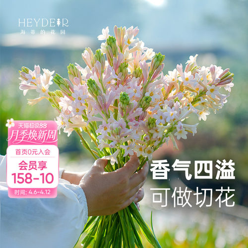 海蒂的花园晚香玉露台花卉植物