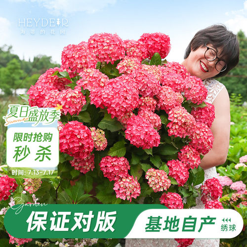基地自产绣球花苗累计销售58万+