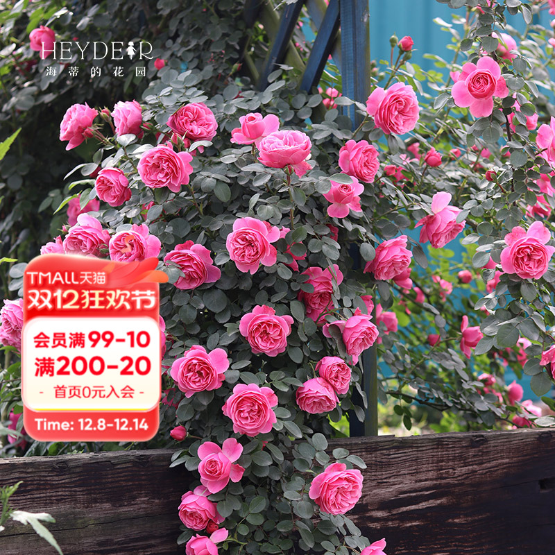 海蒂的花园粉色达芬奇藤本月季