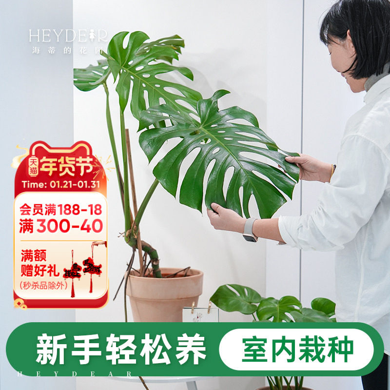 海蒂的花园旗舰店龟背竹客厅大盆栽办公室绿植室内盆栽龟背竹老桩,鲜花速递/花卉仿真/绿植园艺,大型绿植/成品组合盆栽,淘宝优惠券,粉丝福利购,淘宝优惠卷