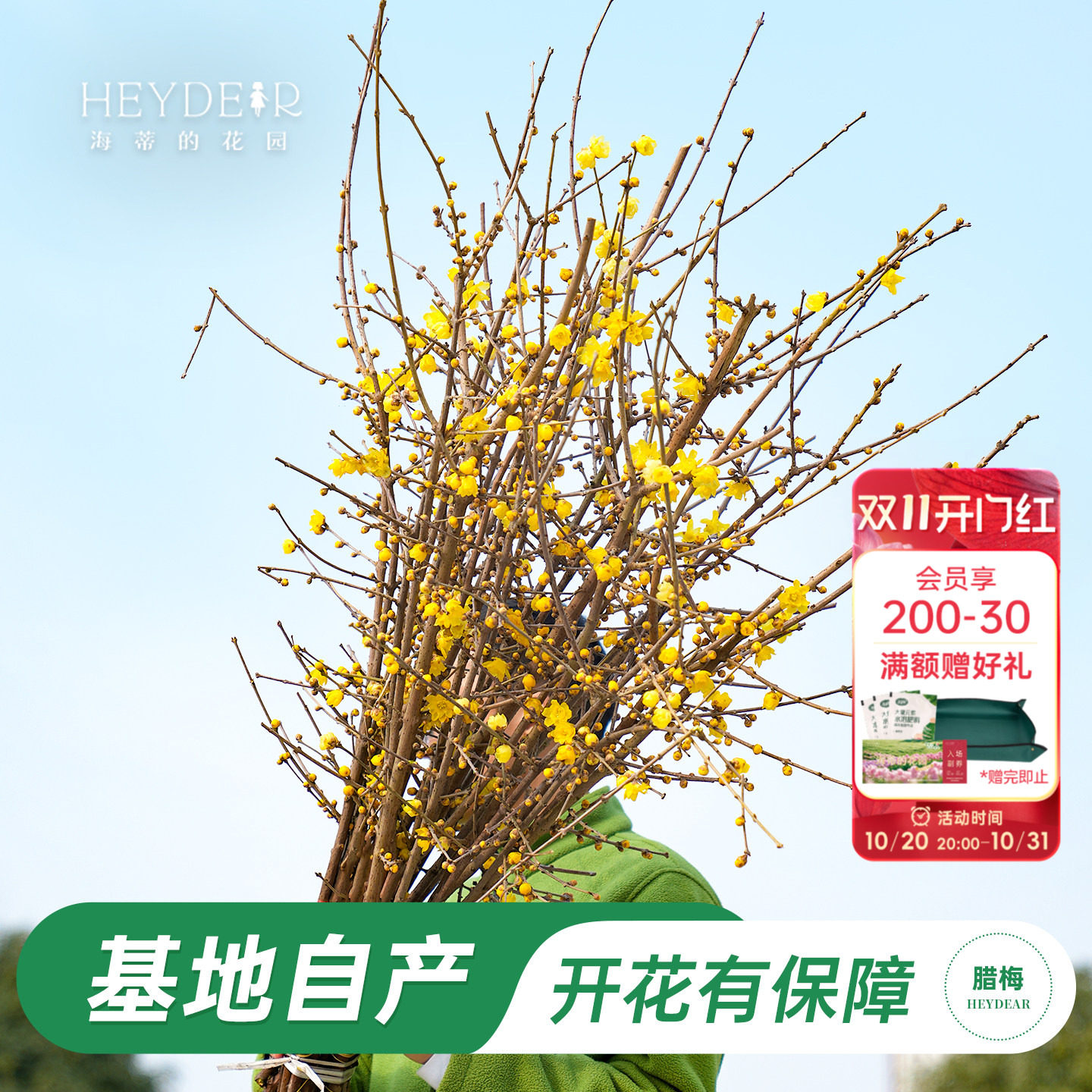 海蒂的花园旗舰店腊梅盆栽冬季耐寒花卉植物盆栽庭院好养开花植物