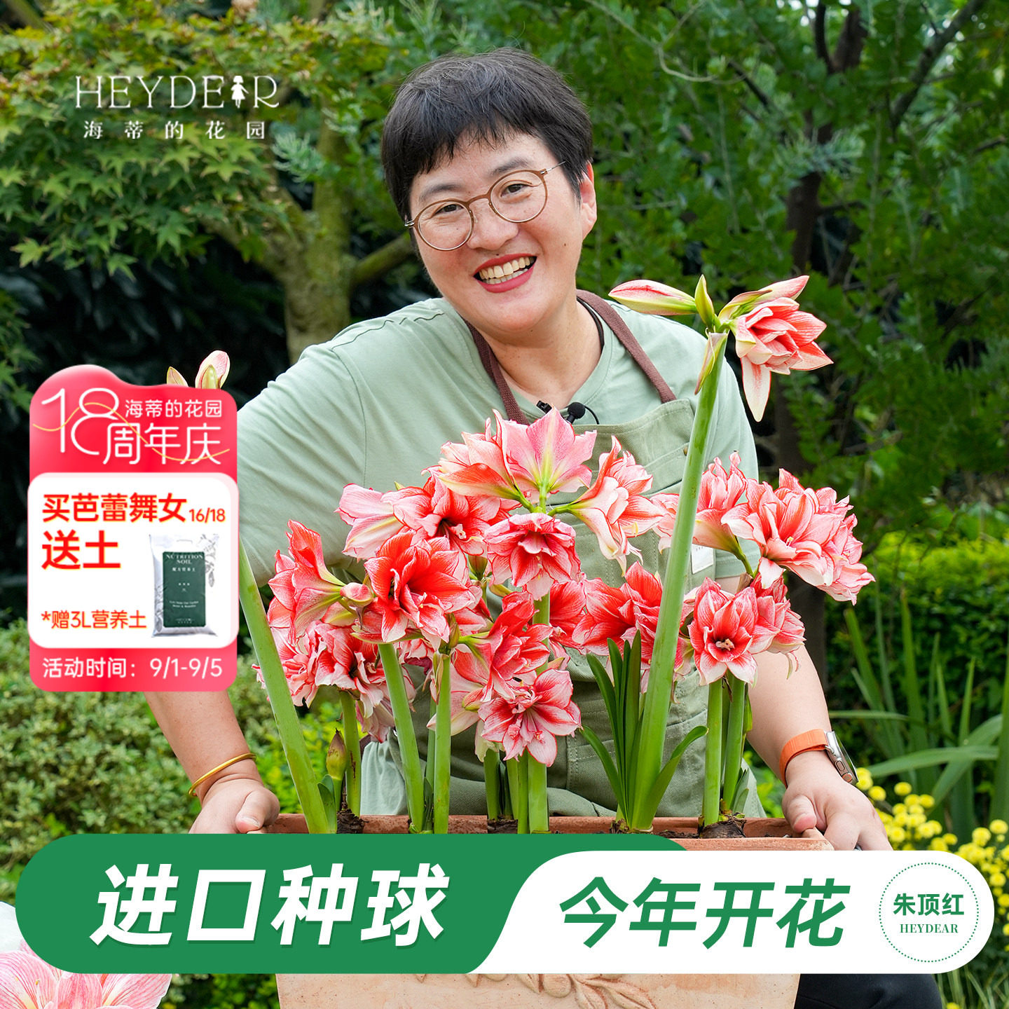 朱顶红进口种球包对版60天内开图片