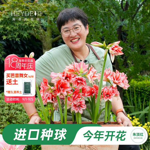 朱顶红进口种球包对版60天内开