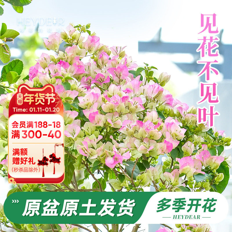 海蒂的花园旗舰店重瓣三角梅盆栽树苗耐热花卉植物绿樱阳台爬藤,鲜花速递/花卉仿真/绿植园艺,观叶 /花灌木,淘宝优惠券,粉丝福利购,淘宝优惠卷