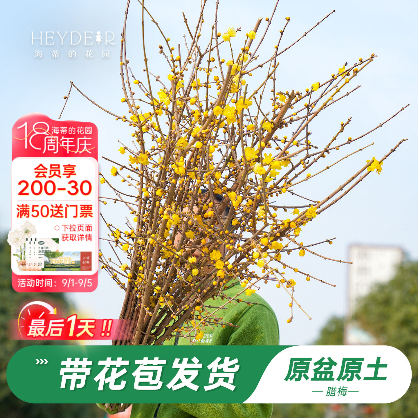 海蒂的花园旗舰店腊梅盆栽冬季耐寒花卉植物盆栽庭院好养开花植物