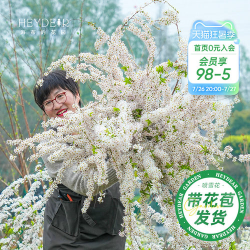 海妈家雪柳盆栽带花苞发货