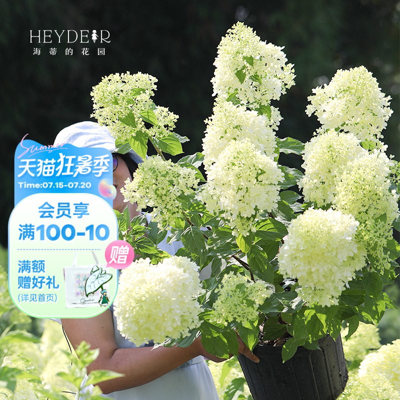 海蒂的花园圆锥绣球香草草莓