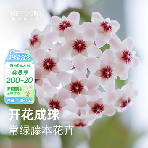 球兰耐阴开花植物花卉