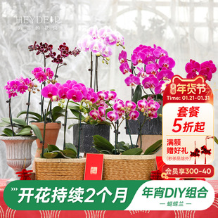 海蒂的花园旗舰店年宵花蝴蝶兰盆栽带花大吉大利室内花好养活