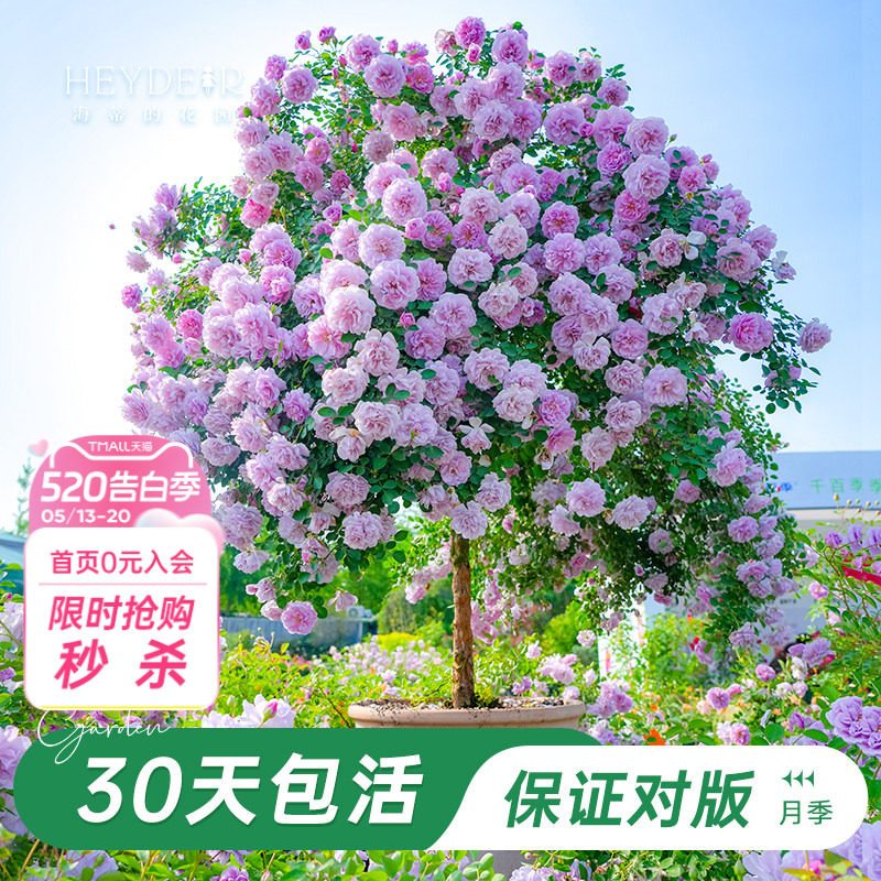 海蒂的花园旗舰店树桩棒棒糖月季果汁阳台月季浓香带花苞盆栽植物