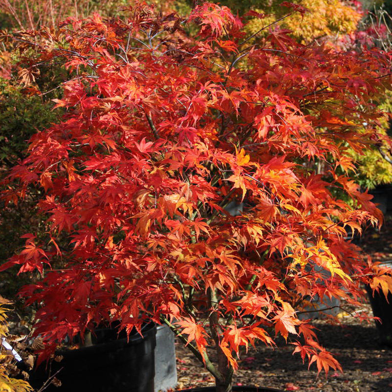 海蒂的花园红枫树苗庭院园林观叶四季好养室外易活植物盆栽地栽苗