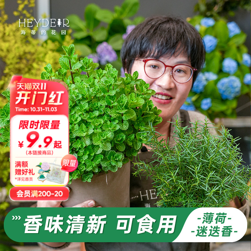 多种类型香草植物香型各异
