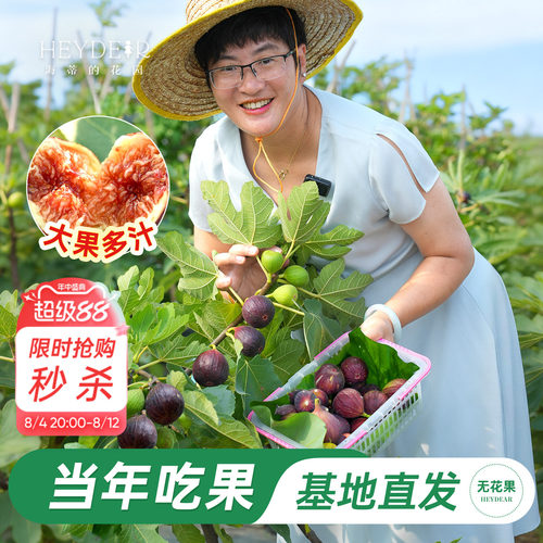 基地自产无花果苗保证对版