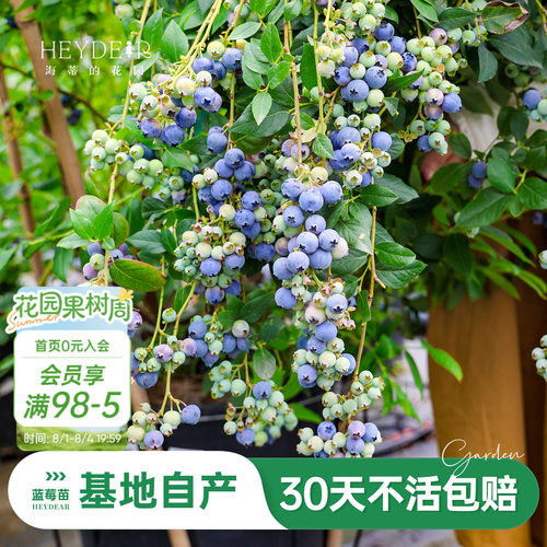 蓝莓苗当年可结果原盆原土发货