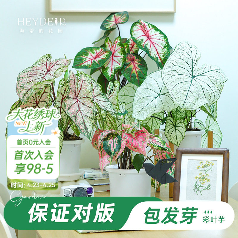 海蒂的花园旗舰店彩叶芋种球花卉植物盆栽室内办公室桌面绿植