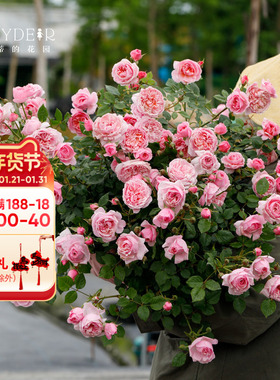 海蒂的花园 铃之妖精微型灌木月季多头多花勤花浓香植物盆栽花苗