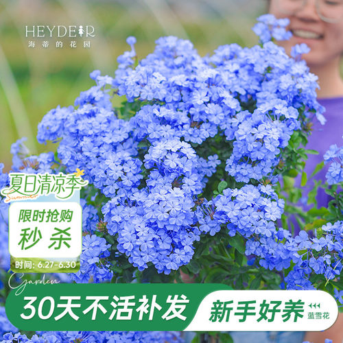 海蒂阳台蓝雪花海蒂的花园