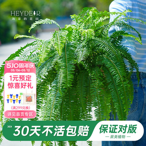海妈家绿植盆栽办公室桌面植物