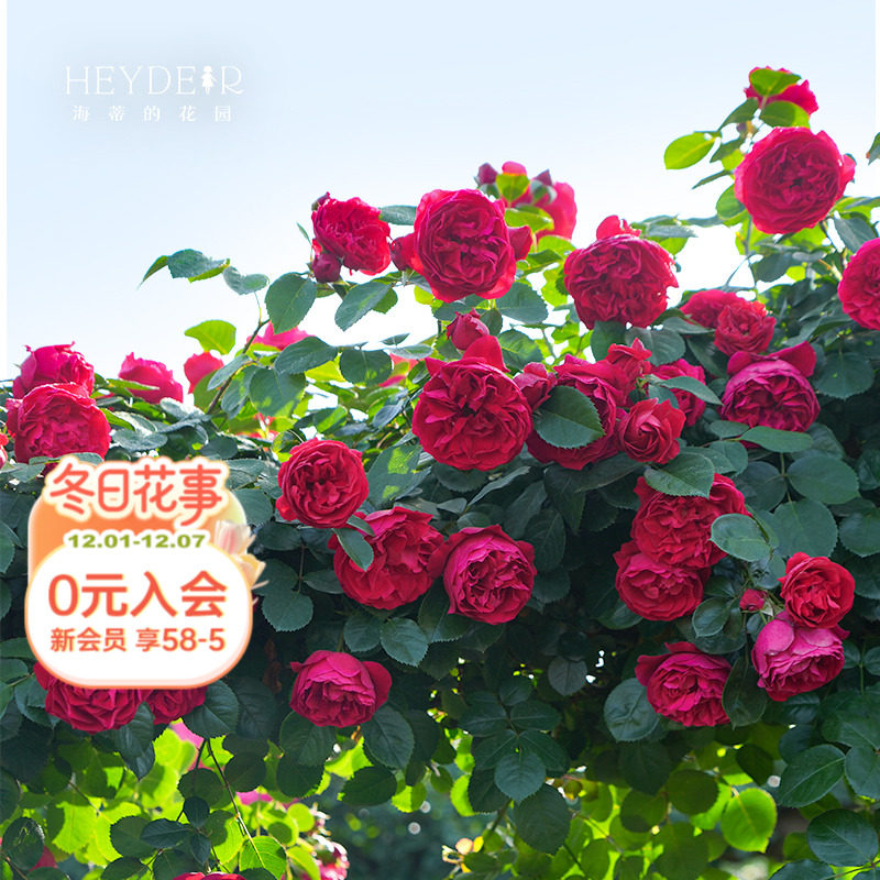 ���ٵĻ�԰�콢�������¼������׵��Ȼ�ǽ�����ٱ���������ֲ����