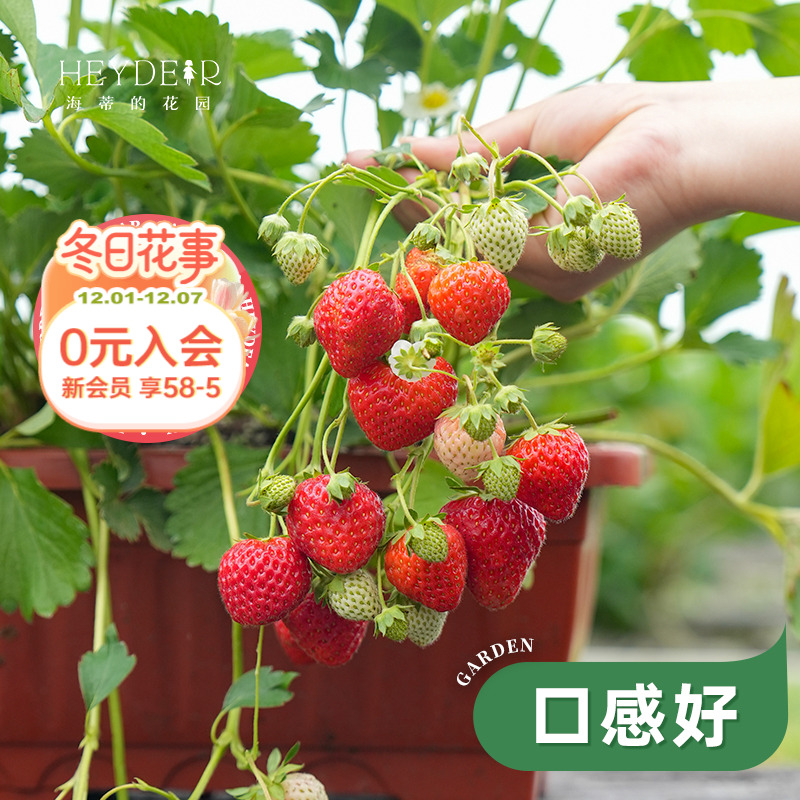 基地自产草莓苗安全可口