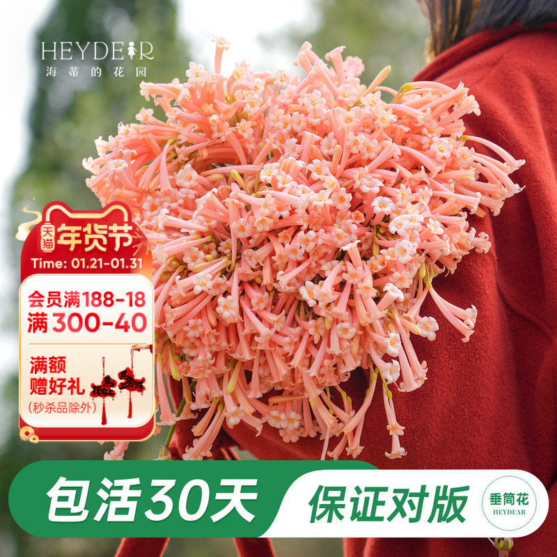 海蒂的花园旗舰店垂筒花多年生易养阳台庭院球根花卉植物盆栽苗,鲜花速递/花卉仿真/绿植园艺,时令草本花卉,淘宝优惠券,粉丝福利购,淘宝优惠卷