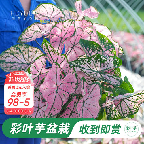 海蒂的花园彩叶芋盆栽苗