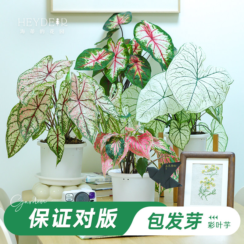 海蒂彩叶芋办公室桌面										
