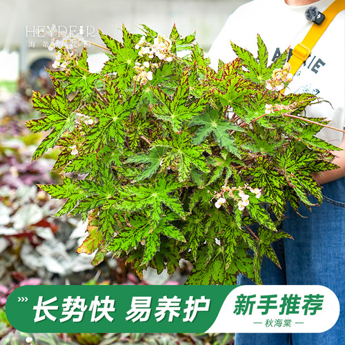 办公室绿植室内开花植物