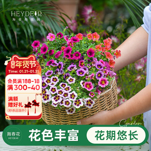 海蒂的花园舞春花百万小玲多年生可垂吊花卉阳台庭院好养植物盆栽