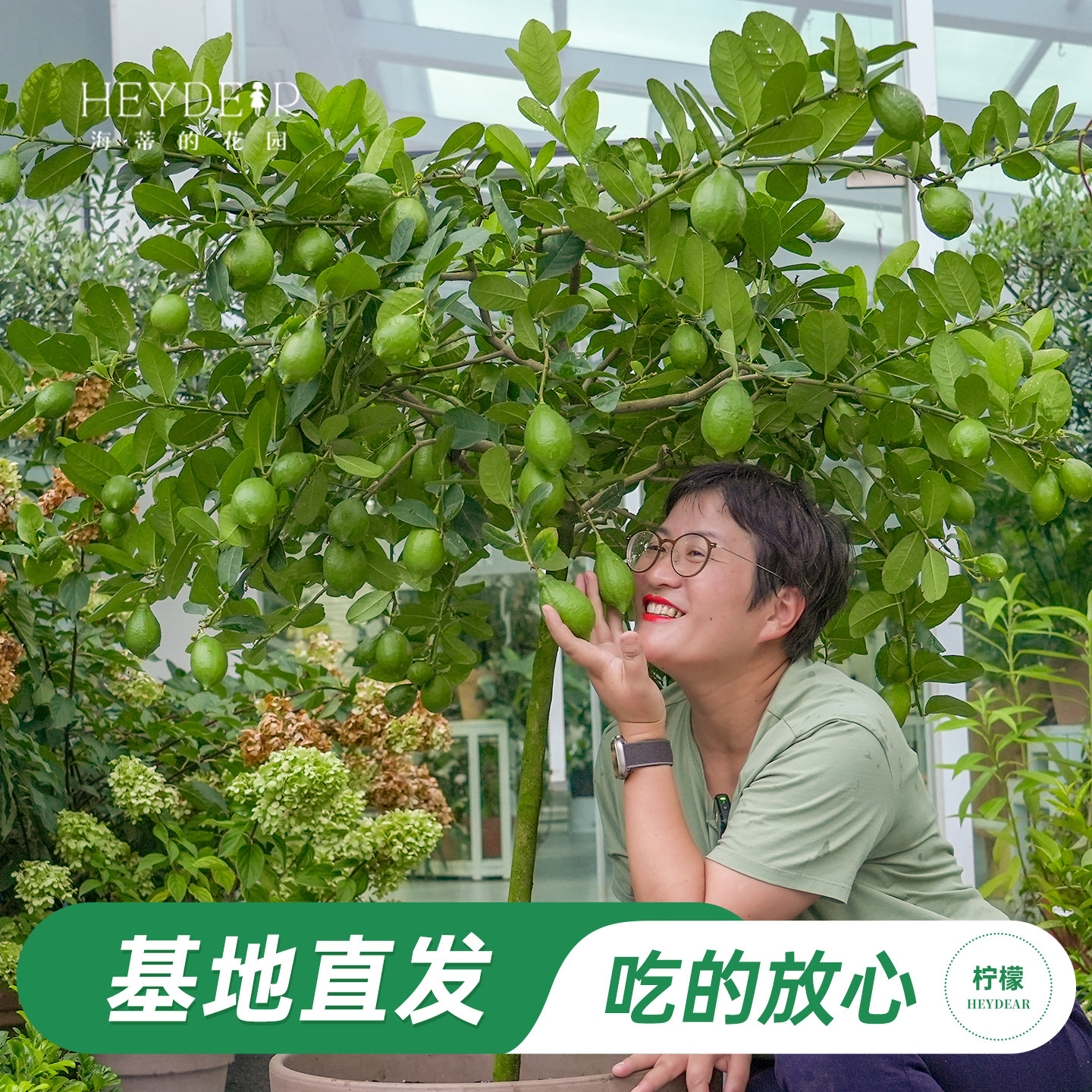 海蒂的花园旗舰店香水柠檬树树苗盆栽可食用果树果苗阳台橘子树