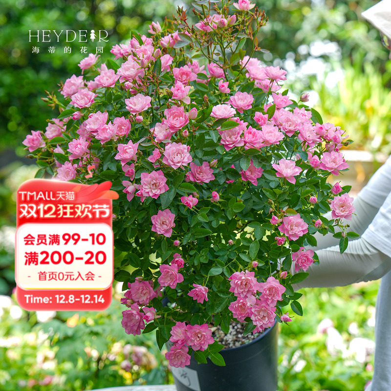 ٵĻ԰ /΢¼ڳỨͷֲ̨ 22.42Ԫ