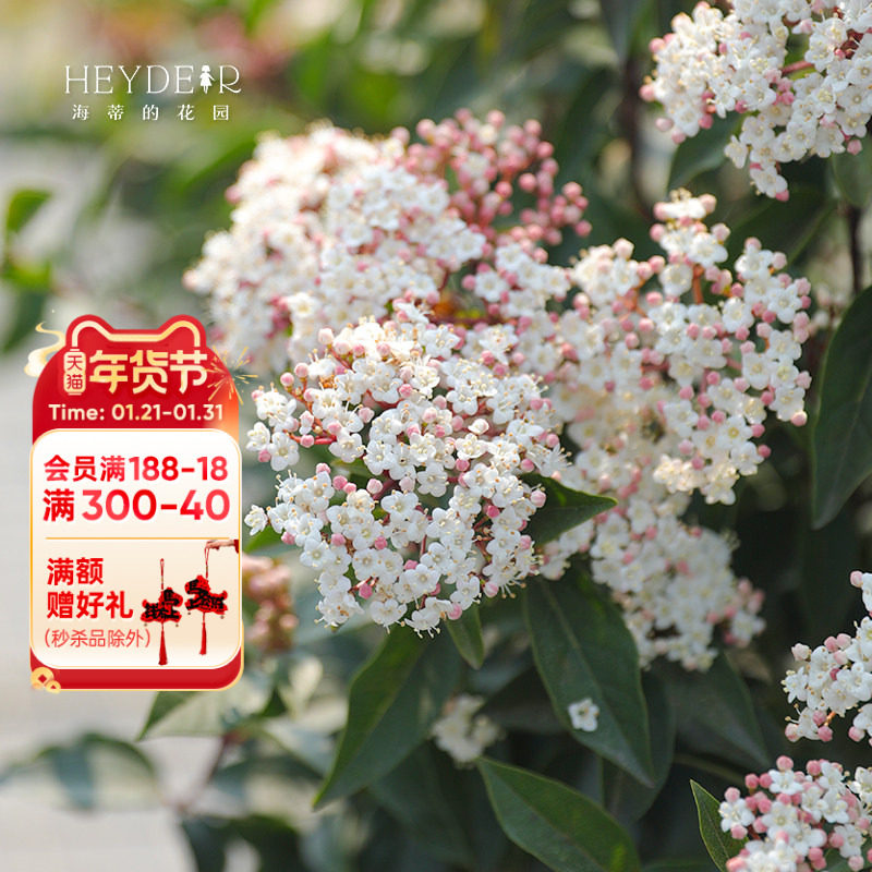 海蒂的花园地中海荚蒾多年生常绿庭院开花耐寒灌木花卉植物盆栽苗,鲜花速递/花卉仿真/绿植园艺,观叶 /花灌木,淘宝优惠券,粉丝福利购,淘宝优惠卷