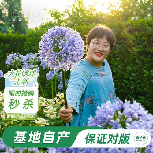 草本植物花箭挺立花朵如球