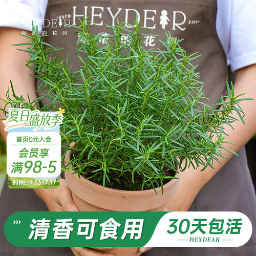 迷迭香盆栽易活好养品牌保障
