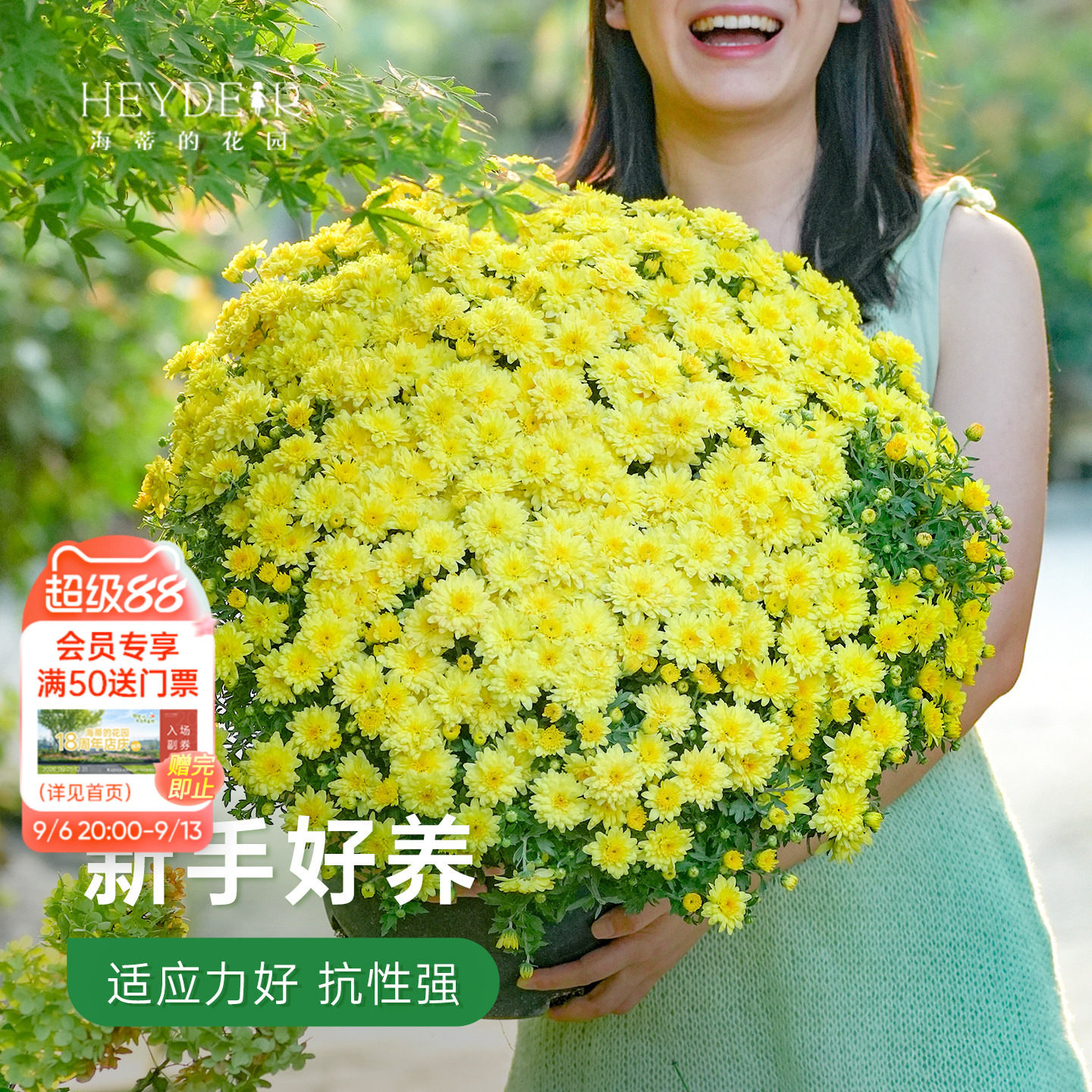 球菊千头菊盆栽带花苞图片