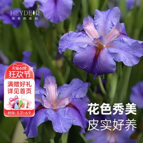 路易斯安娜鸢尾多年生耐寒花卉