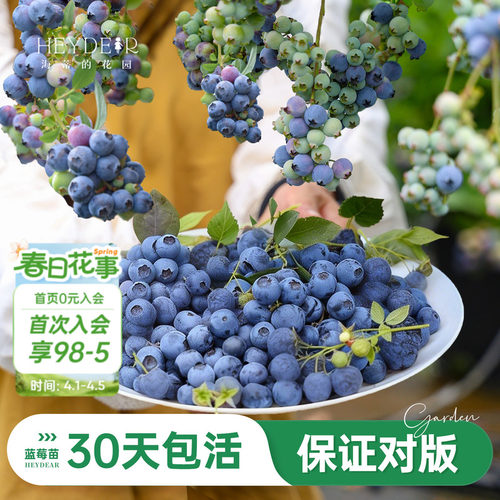 海妈家蓝莓苗原盆原土发货