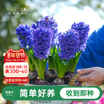 风信子海蒂的花园春季花卉