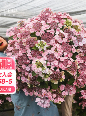 海蒂的花园 姬小町大花绣球丰花易开花阳台庭院栽种盆栽花卉植物