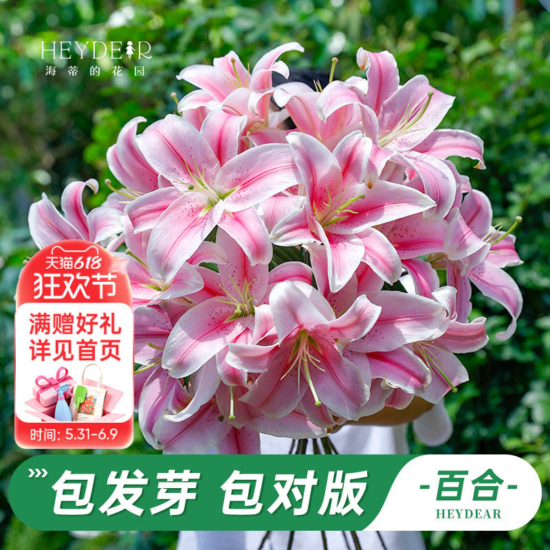 海蒂的花园旗舰店百合种球全国可种进口百合球根花卉植物春季