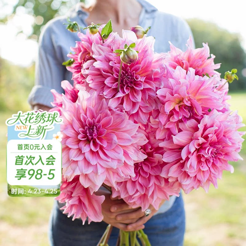 海蒂的花园旗舰店大丽花阳台庭院盆栽地栽植物好养球根花卉盆栽苗