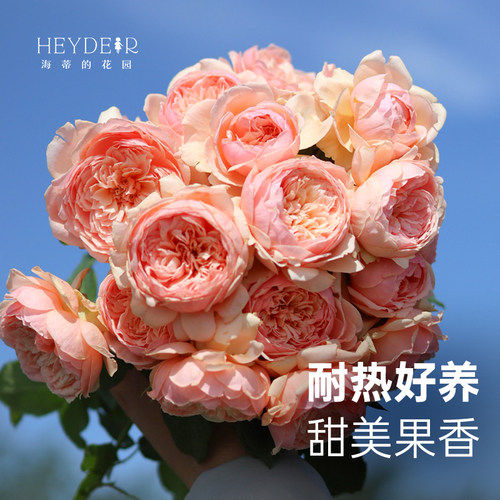 海蒂的花园真宙直立月季浓香