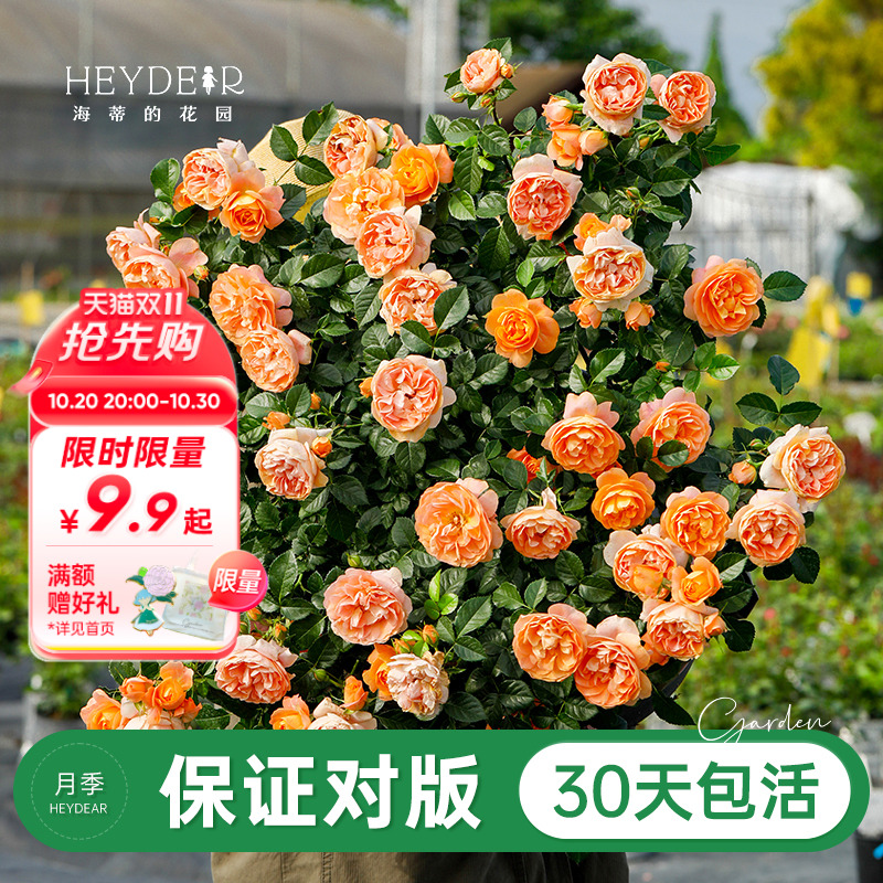 品牌优选月季30天包活