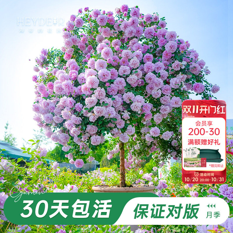 海蒂的花园旗舰店树桩棒棒糖月季果汁阳台月季浓香带花苞盆栽植物