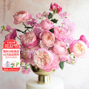 海蒂的花园旗舰店康斯坦茨奥斯汀月季大花阳台庭院花卉植物盆栽苗