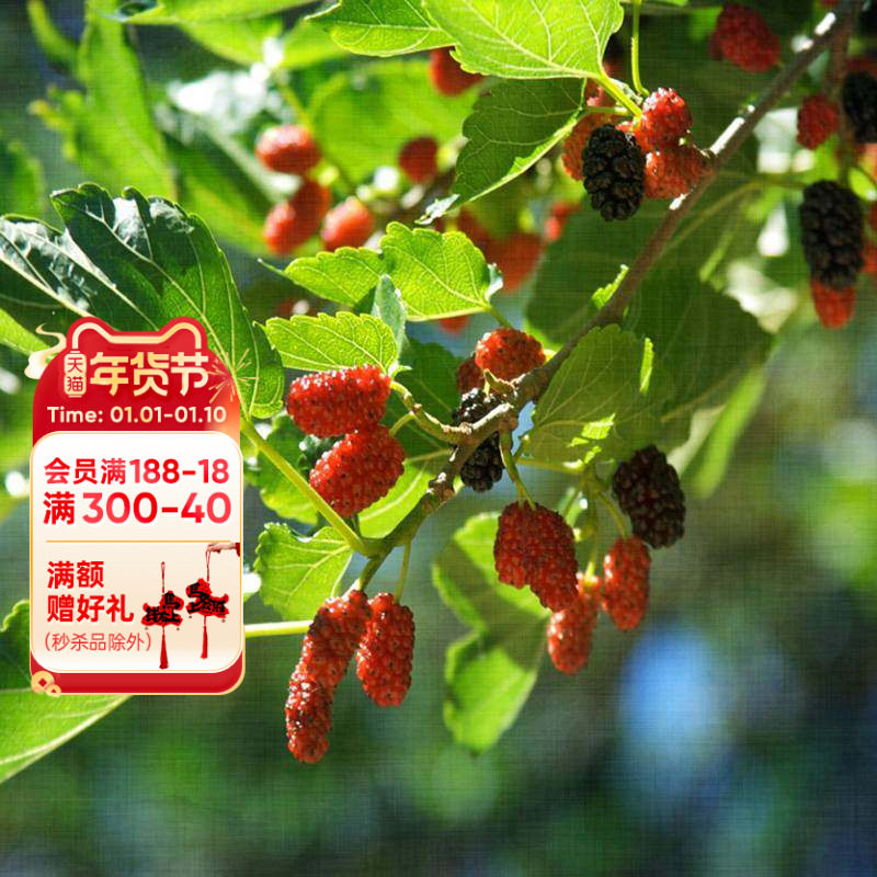 海蒂的花园桑葚树苗台湾长果桑白玉王好养水果苗南北方种植盆栽苗