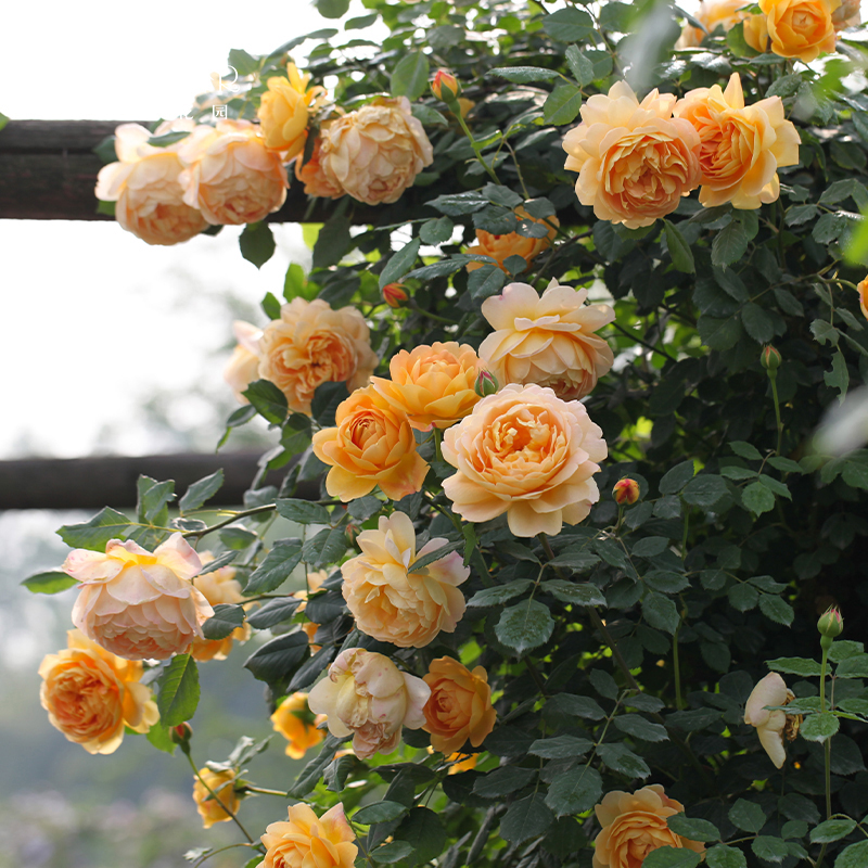 海蒂的花园 黄金庆典藤本月季欧月庭院花卉多季开植物花卉盆栽苗