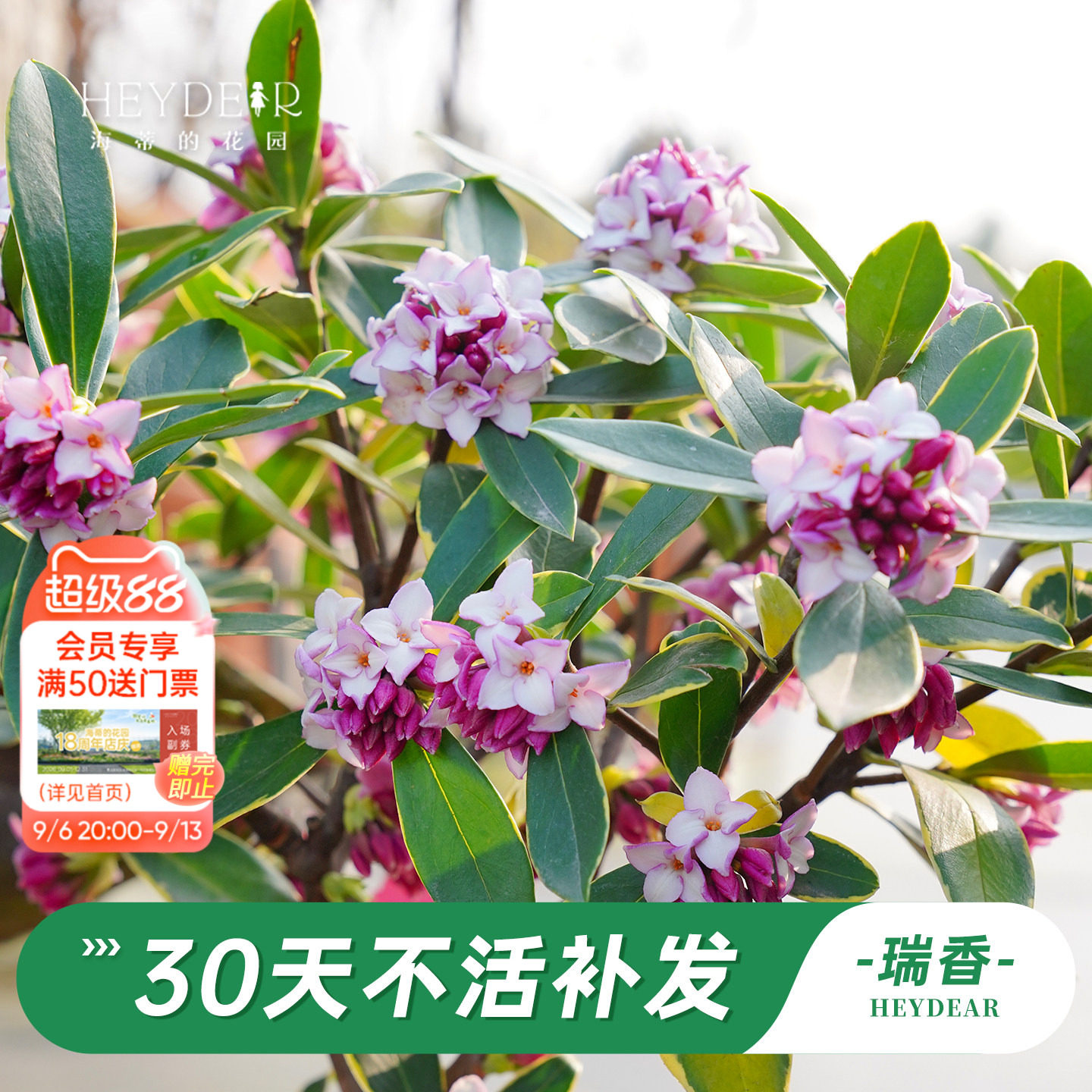 海蒂的花园金边瑞香阳台花卉图片